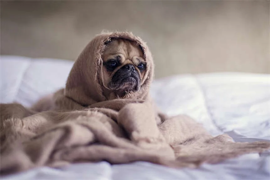 犬が土を食べる理由と対処法｜獣医師が教える正しい知識