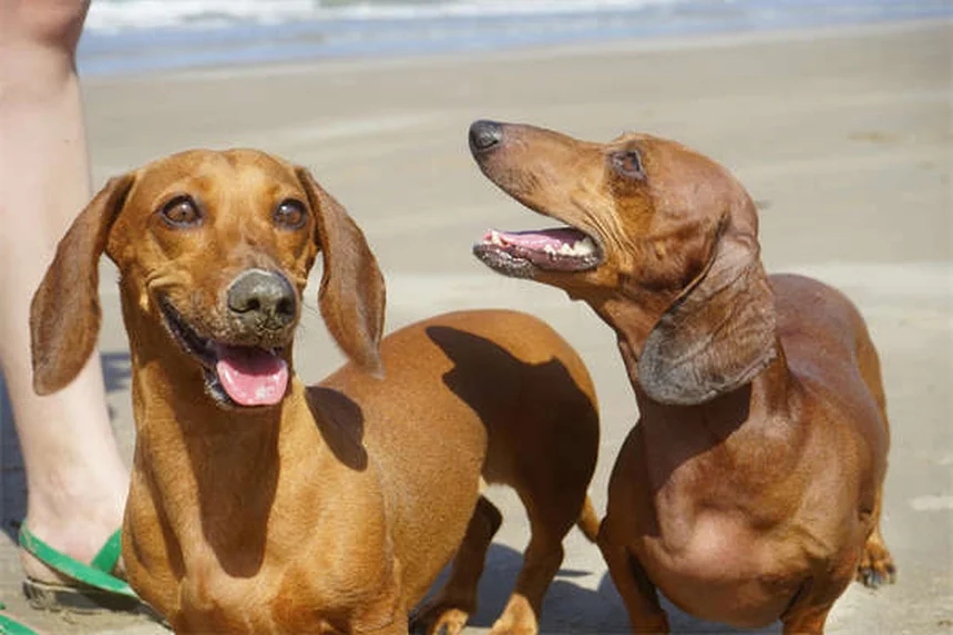 犬の社会化とは？愛犬のボディランゲージからわかる仲良くするコツ