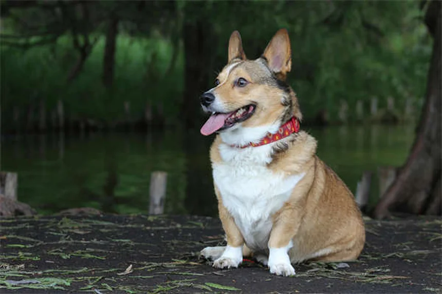 犬の里親費用、いくらかかる？内訳とお得な理由を徹底解説