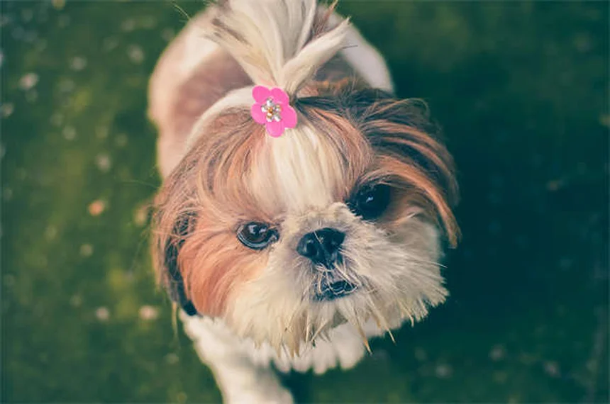 犬と猫の慢性下痢に便移植（FMT）の効果とリスク｜獣医師が徹底解説
