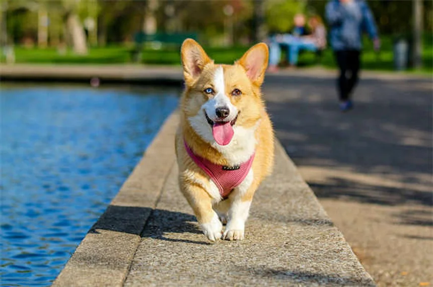 子犬の歯の生え変わり時期完全ガイド｜適切なケア方法とおすすめおもちゃ5選
