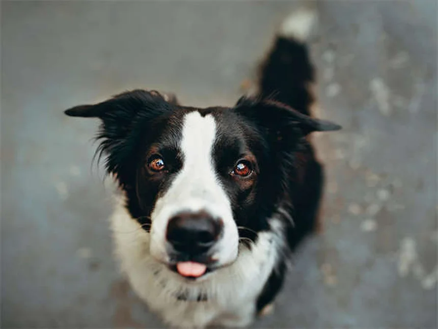 犬用ベッドの正しい洗い方｜週1回の洗濯で愛犬と家族を守る方法