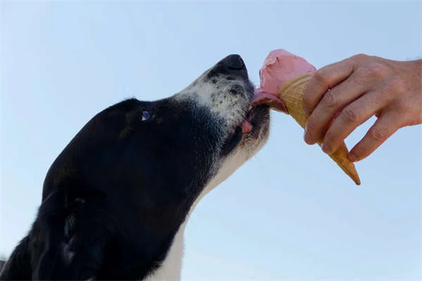 犬の歯の本数は人間と同じ？子犬の歯の生え変わり完全ガイド
