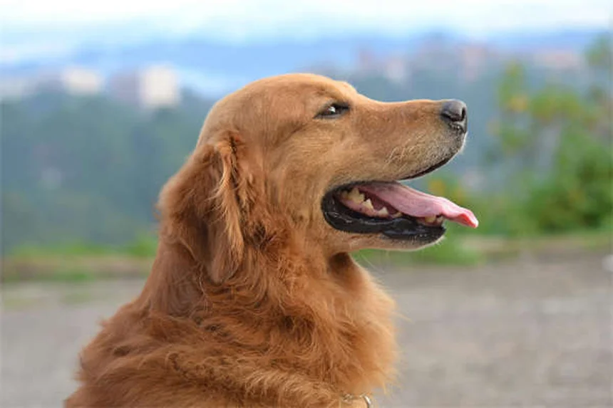 犬と一緒に運動する6つの効果的な方法【ダイエットにも最適】