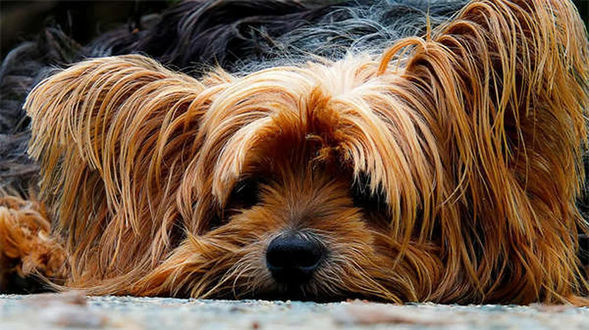 フェレットの狂犬病対策5選｜予防接種から症状まで徹底解説