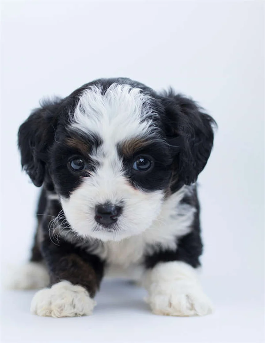 フェレットの狂犬病対策5選｜予防接種から症状まで徹底解説
