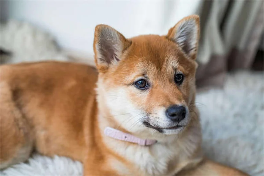 犬のフィラリアはうつる？感染経路と予防法を徹底解説
