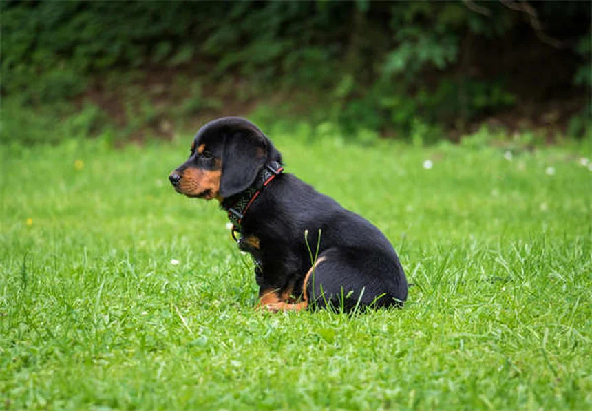 子犬を迎える前に知っておきたい7つの必須アイテム