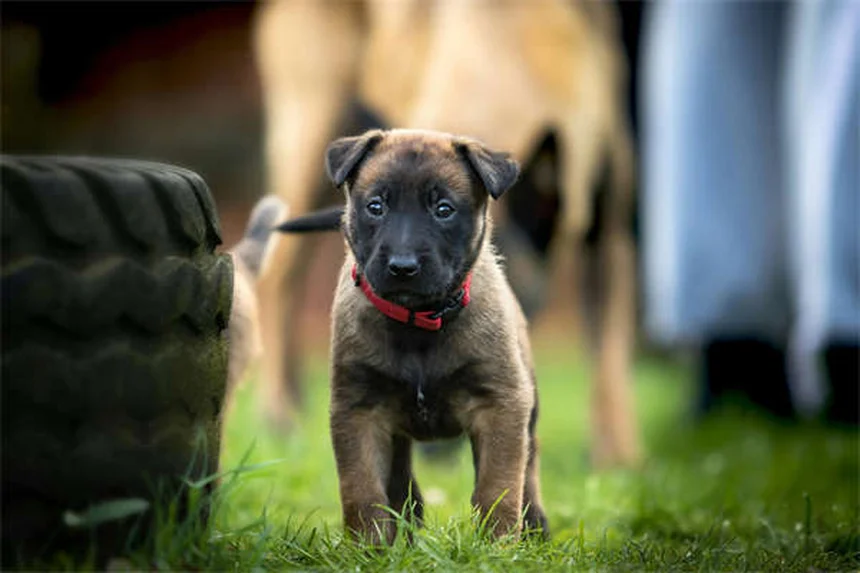 子犬を迎える前に知っておきたい7つの必須アイテム