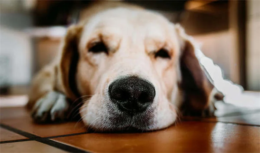 子犬を迎える前に知っておきたい7つの必須アイテム