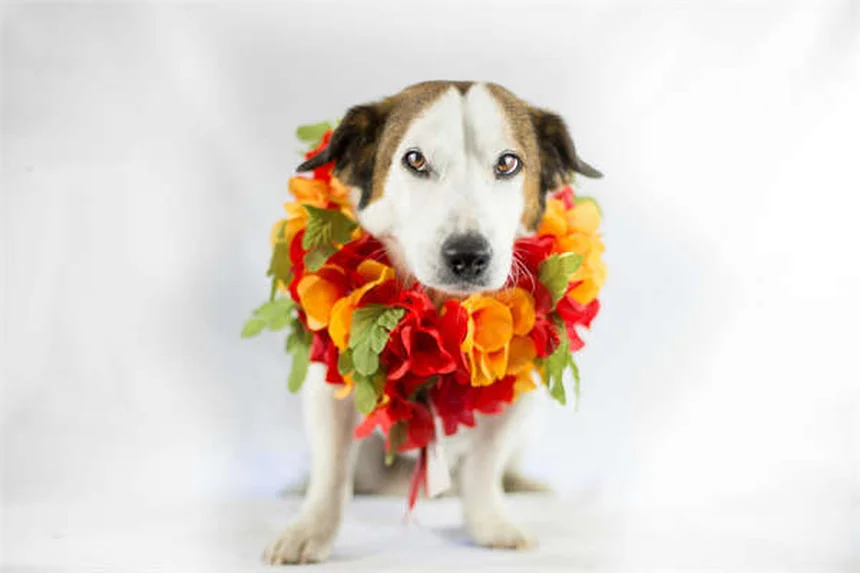 子犬の初めての動物病院で知っておくべき7つのポイント