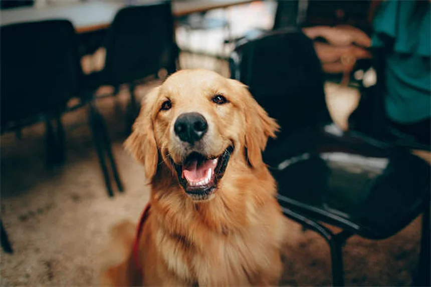 犬の低体温症の症状と対処法｜命を守る正しい温め方