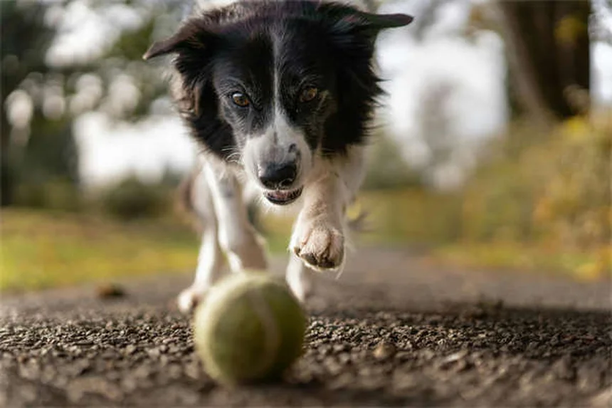 犬の尿結晶とは？原因から治療法まで獣医が解説