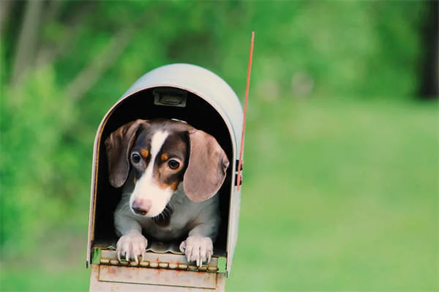犬の尿結晶とは？原因から治療法まで獣医が解説