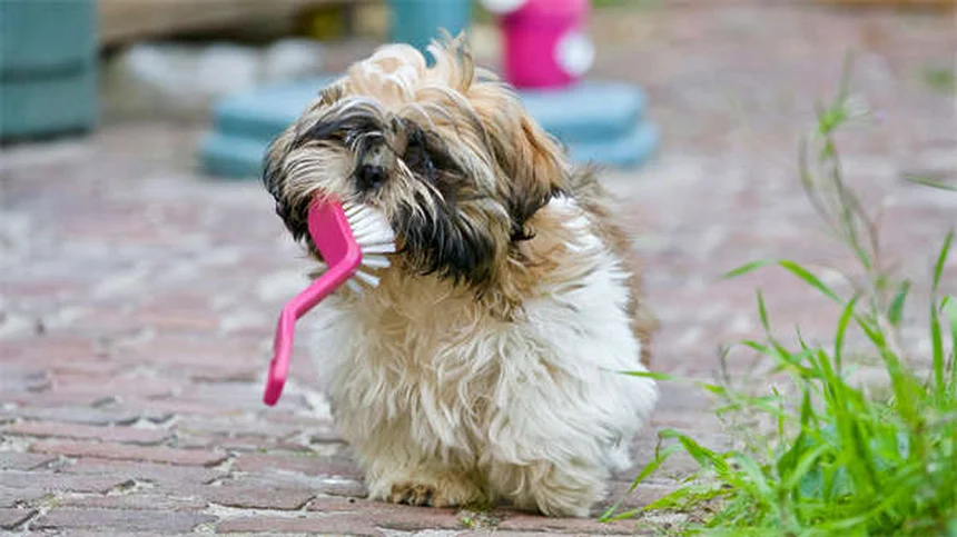 犬に猫用ノミ・ダニ駆除薬を使うのは危険？専門家が教える正しい使い方