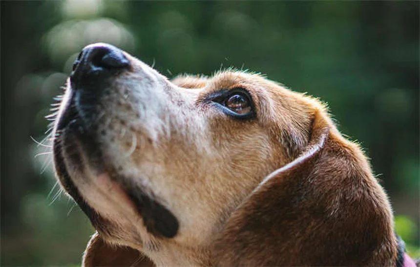 犬のダンス始め方とコツ｜初心者でもできる3ステップ