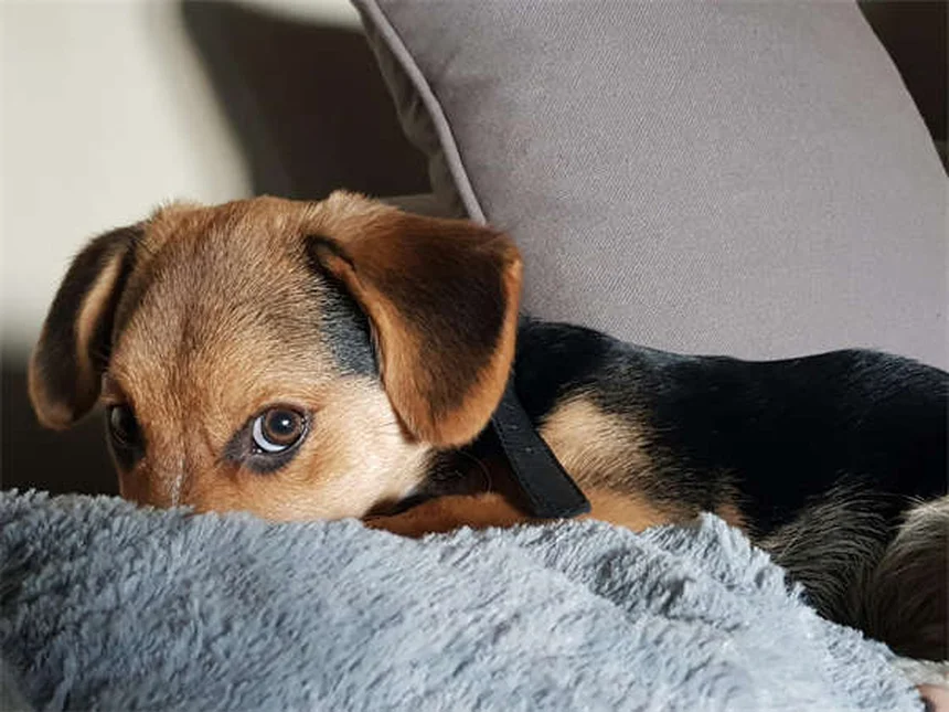 愛犬の死 ペットロス 乗り越え方 実践ステップ3選