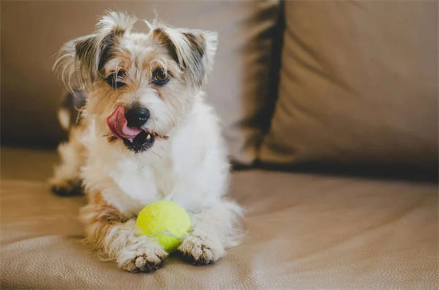 愛犬の死 ペットロス 乗り越え方 実践ステップ3選