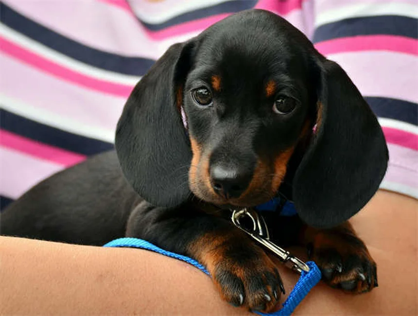 犬の服従訓練で飼い主が知っておくべき5つのコツと実践法