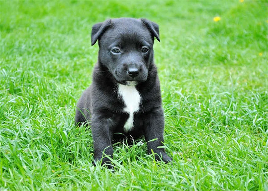 犬の服従訓練で飼い主が知っておくべき5つのコツと実践法