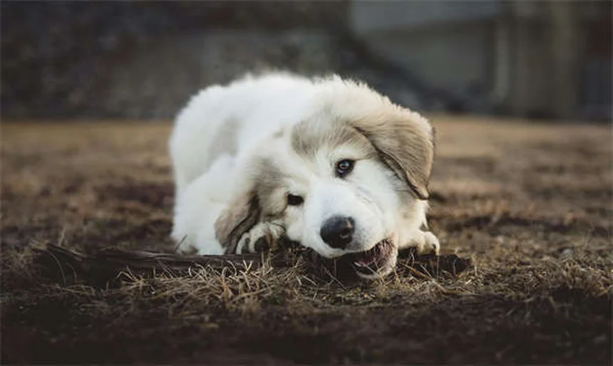 犬猫のフェノバルビタール副作用を徹底比較【獣医師監修】