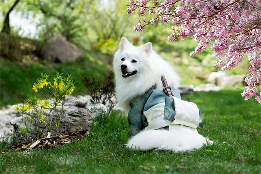 犬の肺挫傷の症状と治療法を徹底解説！知っておきたい原因と回復期間を実体験から紹介