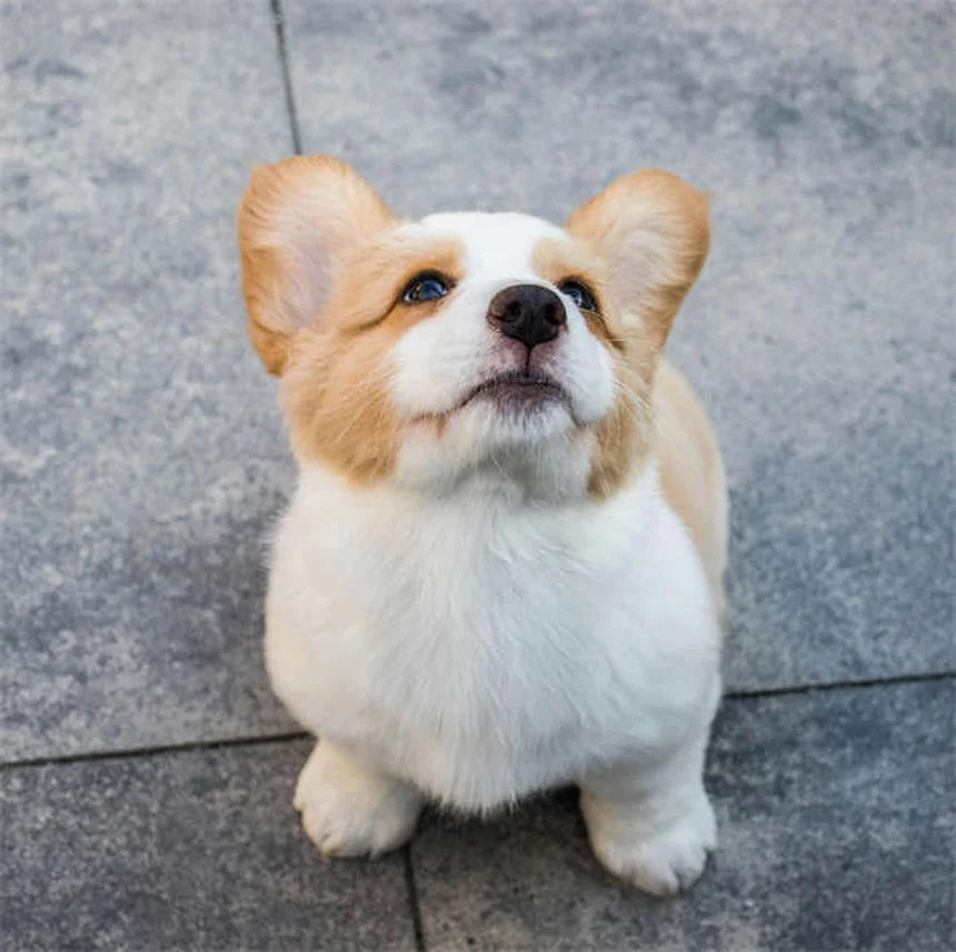 犬が足を上げておしっこする理由：研究と体験からわかる真実