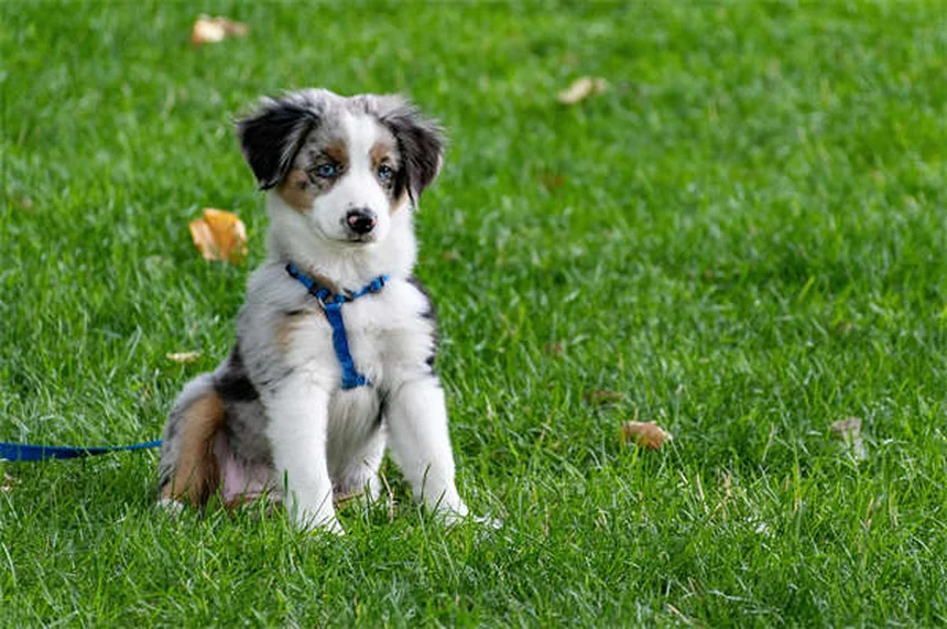 犬が足を上げておしっこする理由：研究と体験からわかる真実