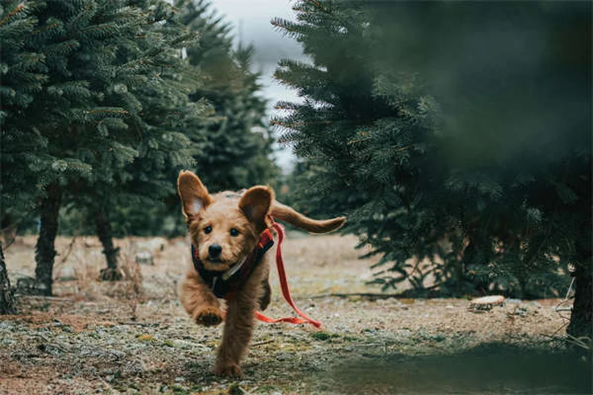 糖尿病の犬が死ぬ前に見せる7つのサインとQOLを守るケア方法